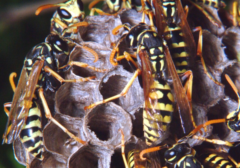 Le meraviglie - Ho trovato il nido di Polistes!